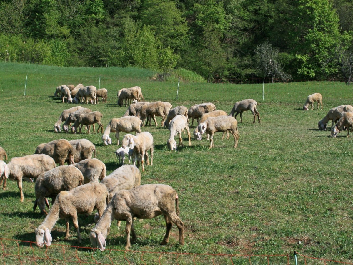Il mio yogurt di&nbsp;pecora