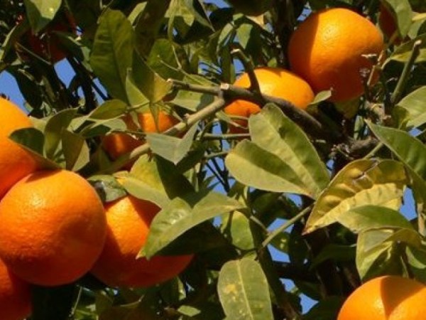 Le arance Valencia