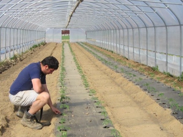 Qual è l’idea che ti guida nella scelta di coltivare&nbsp;biologico?