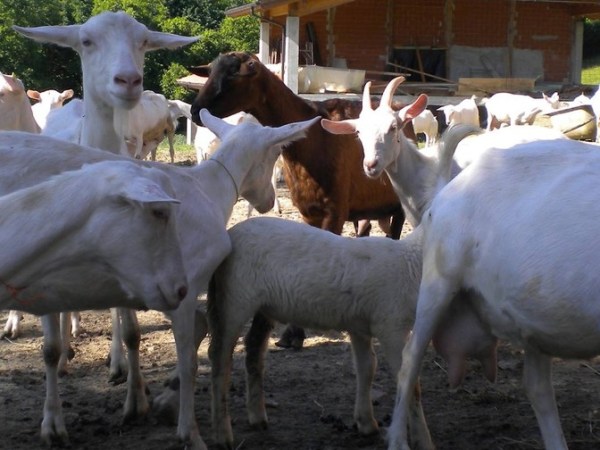 Feta di capra e&nbsp;pecora