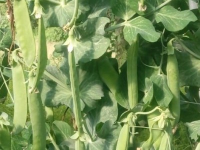 I piselli, importanti e&nbsp;preziosi