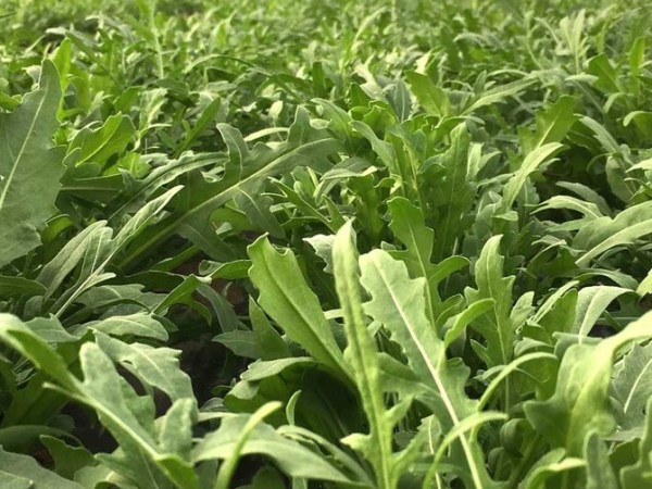 La mia rucola è più&nbsp;buona