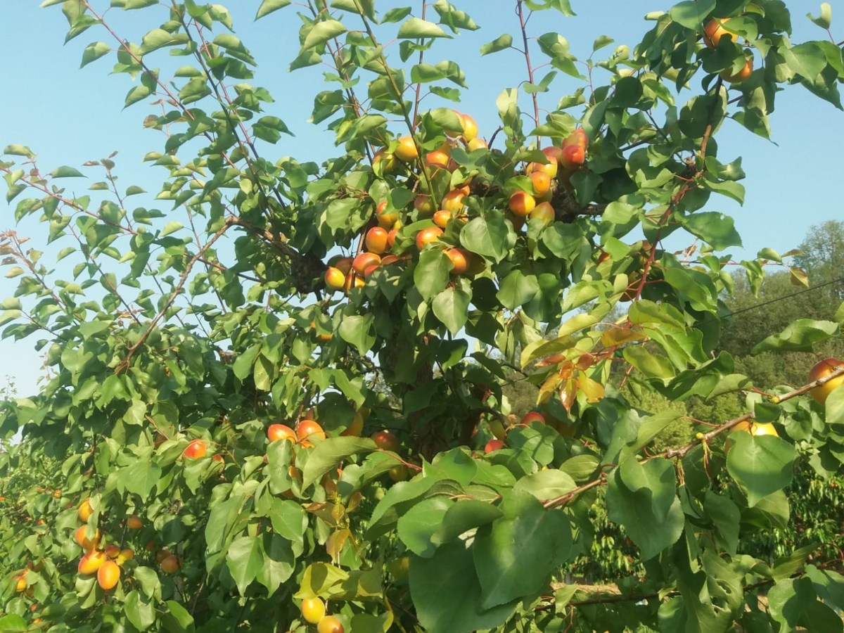 Più che un lavoro è una scelta di&nbsp;vita