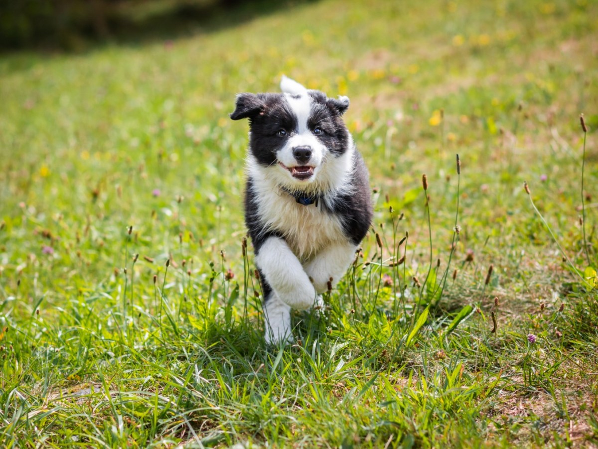 Perché complementare