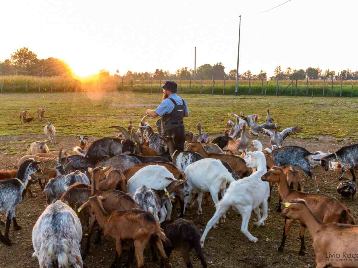 Blu vej, muffolati e&nbsp;paglierina