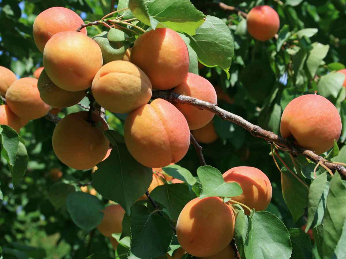 Seminare il nòcciolo&nbsp;dell’albicocca