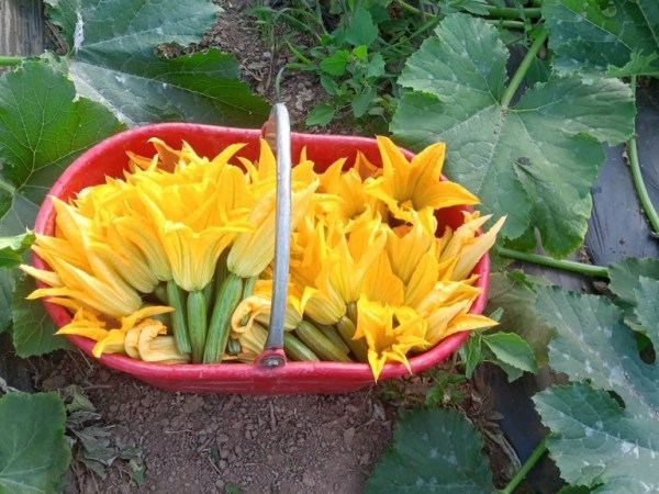 Zucchini: trova la&nbsp;differenza!